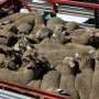Thousands of sheep and cows die in trucks and saleyards every year. They need better protection
