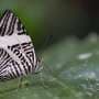 Tropical butterflies 'hedge bets' on reproduction as extreme seasons reshape Amazon life