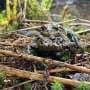 Survival of five million amphibians and reptiles displaced by construction in British Columbia may not be tracked