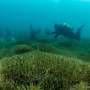 Vessel tracking reveals how invasive seaweed could spread across New Zealand