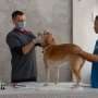 First Plain Language Summary of Publication in veterinary science