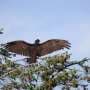 Vultures on the rise: Study provides evidence of population increase and delayed migration in western North America