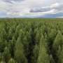 Plants boost carbon uptake through water efficiency, not heat adaptation, global analysis reveals
