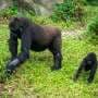 Gorillas can learn to trust humans even after years of poaching pressure, research shows