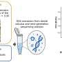 Ancient dental calculus uncovers regional and historical shifts in Japan's oral microbiome