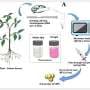 Medicinal plants yield carbon nanoparticles that glow red and flag toxic metals