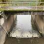 Why restoring rivers isn't enough: New research shows fish are evolving in response to human-made rivers
