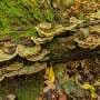 How gene swapping helped build the planet's decomposers