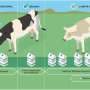 Would you buy milk from a gene‑edited cow? Consumers may be more open than you think