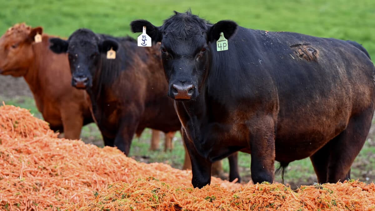 A California Rancher’s Legal Crisis Shows What’s Wrong With The American Beef Market