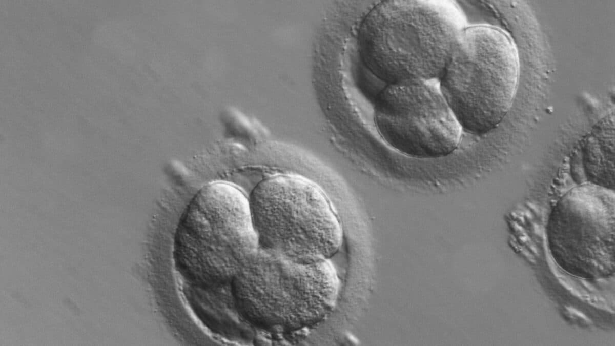 Like Abortion, IVF Kills Babies For Having ‘Less Desirable’ Traits