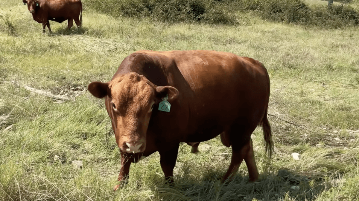 Wisconsin Dems Misgender Bulls To Begin Dairy Month