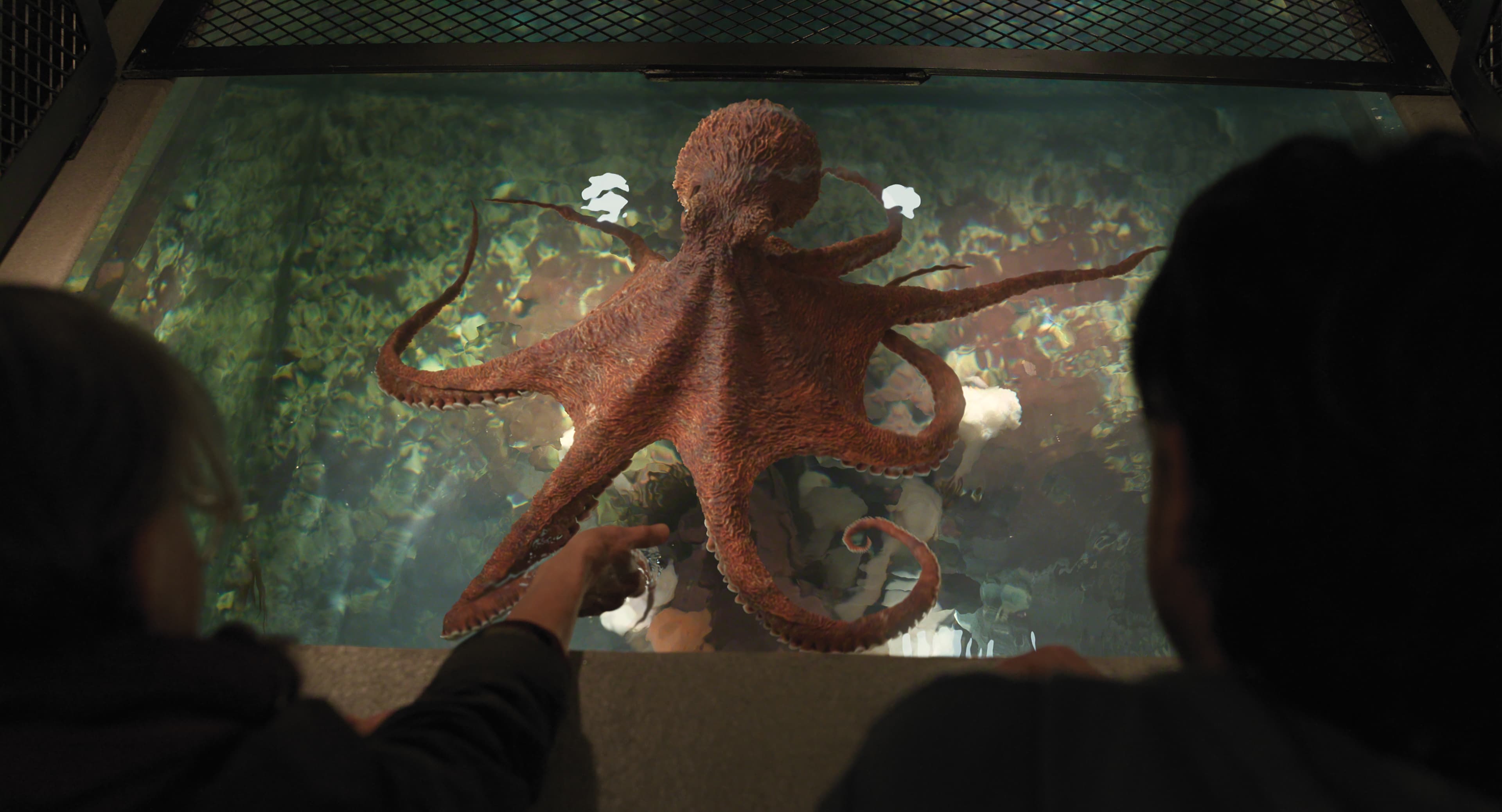 ‘Remarkably Bright Creatures’: How the CG Design and Movements Were Inspired by a Real-Life Octopus at Vancouver Aquarium