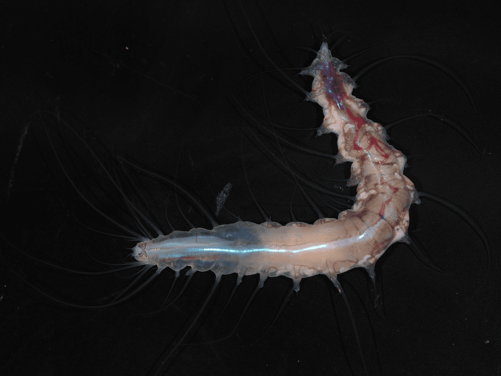 These Photos Reveal Strange Sea Creatures Scientists Have Never Seen Before