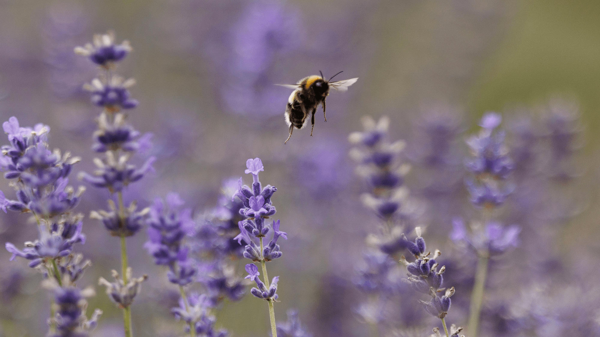 Nature No Longer Smells So Natural—and That’s Our Fault