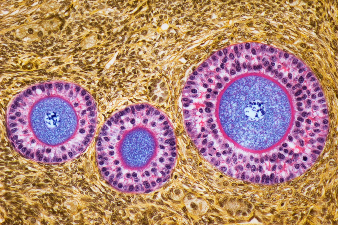 Transplanted ovaries adjust to the recipient’s biological age