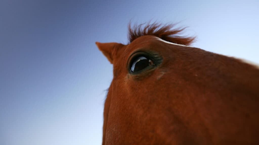 Opinion: American horses are obese, too